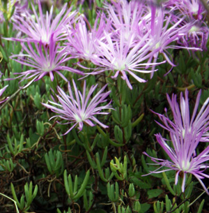 Senecio serpens 藍松