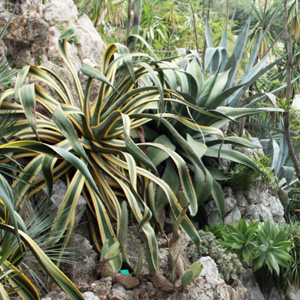 Agave Cactus 龍舌蘭