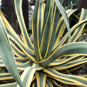 Agave Cactus 龍舌蘭