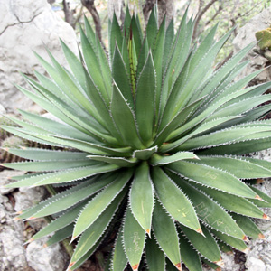 Agave Cactus 龍舌蘭