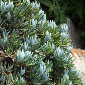 Senecio serpens 藍松