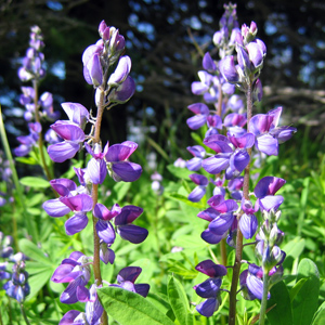 Broadleaf lupine (Lupinus latifolius) 羽扇豆/魯冰花 Native Range: Western North America-moist meadows, streambanks and mountains (原產地在北美洲的西部-濕潤的草原、河邊和山區) Bloom time: April to July (開花時間: 4-7月) Bloom description: Purple, pink, white or yellow (有開紫、粉、白或黃花) Height: 0.3 to 1 m (高度: 0.3-1米)