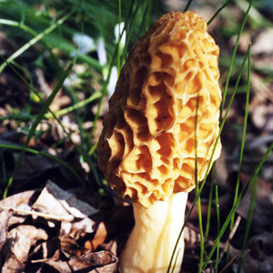 Morel mushroom 羊肚菌