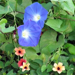 Morning glory (Ipomoea purpurea) 牽牛花  Native Range: Tropical America (原產地在熱帶美洲) Bloom time: June to October (開花時間: 6至10月) Bloom description: Heart-shaped leaves, purple with white throat (心狀葉，白色花頸，紫色花瓣) Sun: Full sun (全日照) Height: 6 to 10 feet 植株高度在6至10英尺