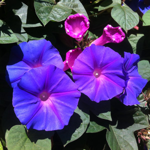 Morning glory (Ipomoea purpurea) 牽牛花