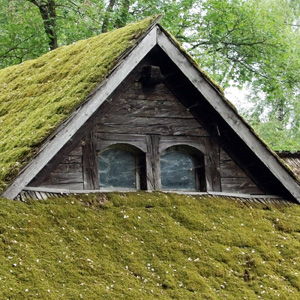 moss on the roof 屋頂上的苔蘚
