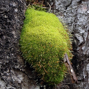 Moss (Bryophyta) 苔蘚類