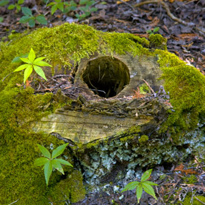 Fern in Switzerland Moss 苔蘚類