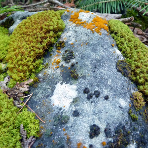 Moss (Bryophyta) 苔蘚類