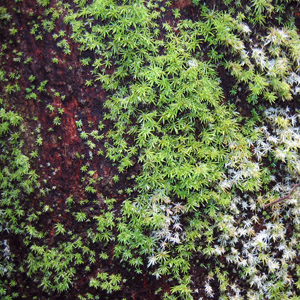 Moss (Bryophyta) 苔蘚類