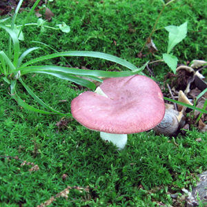 Moss, mushroom, and a snail 苔蘚、菌類、蝸牛