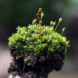 Moss with sporophytes