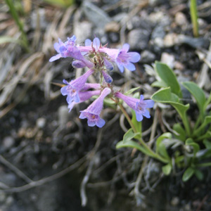Blue mountain beardtongue (Penstemon pennellianus) 藍色高山釣鐘柳 Native Range: Mountains of Western North Americ (原產地在北美洲的西部山區) Bloom time: April to July (開花時間: 4-7月) Bloom description: Blue-purplish flowers (開藍紫色的花) Height: 0.2-0.6 m (高度: 0.2-0.6米)  Photo: Rocky Mountain, USA (美國落磯山脈)