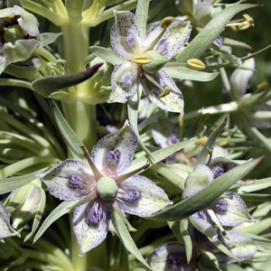 Monument plant (Swertia radiata) 獐牙菜 Native Range: Western North America (原產地在北美洲的西部) Bloom time: May to August (開花時間: 5至8月) Bloom description: Flowers has four purple speckled petals (有4片帶紫色斑點的花瓣) Height: 1 to 2 m (高度: 1-2米) Common name (別名): Deer's ears (鹿耳朵)