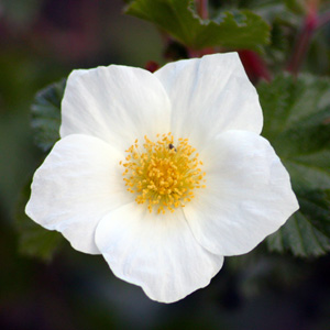 BBeach Strawberry (Fragaria chilensis)  草莓花 Native Range: North America to South America (原產地在北美洲至南美洲) Bloom time: March to August (開花時間: 3-8月) Bloom description: White, five petals (白花，5瓣) Height: 0.2 m (高度至0.2米)