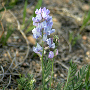 American vetch (Vicia americana) 美洲野豌豆 Native Range: North America(原產地在歐洲) Bloom time: May to August (開花時間: 5至8月) Bloom description: Bluish (藍色花瓣) Height: 0.15 to 0.5 m (高度0.15-0.5米)