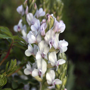 American vetch (Vicia americana) 美洲野豌豆 Native Range: North America (原產地在北美洲) Bloom time: May to August (開花時間: 5-8月) Bloom description: Light purple (淡紫色) Height: 0.15 to 0.5 m (高度0.15-0.5米)