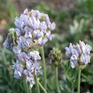 American vetch (Vicia americana) 美洲野豌豆 Native Range: North America (原產地在北美洲) Bloom time: May to August (開花時間: 5-8月) Bloom description: Light purple (淡紫色) Height: 0.15 to 0.5 m (高度0.15-0.5米)