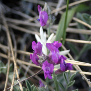 American vetch (Vicia americana) 美洲野豌豆 Native Range: North America (原產地在北美洲) Bloom time: May to August (開花時間: 5-8月) Bloom description: Pink (粉紅色) Height: 0.15 to 0.5 m (高度0.15-0.5米)