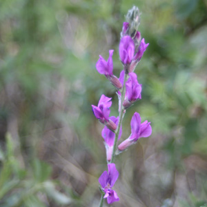 PPurple locoweed (Oxytropis lambertii) 瘋草  Native Range: Central North America (原產地在北美洲中部) Bloom time: April to June (開花時間: 4-6月) Bloom description: Pinkish to purple (粉紫花) Height: 0.15 to 0.3 m (高度至0.15-0.3米) Common names (俗稱): Lambert crazyweed