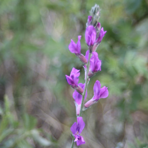 PPurple locoweed (Oxytropis lambertii) 瘋草 Native Range: Central North America (原產地在北美洲中部) Bloom time: April to June (開花時間: 4-6月) Bloom description: Pinkish to purple (粉紫花) Height: 0.15 to 0.3 m (高度至0.15-0.3米) Common names (俗稱): Lambert crazyweed