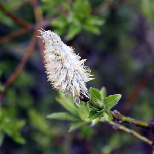 Alpine Flower 高山花卉