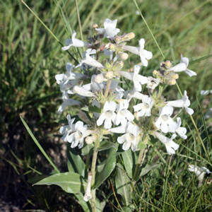 White Beardtongue (Penstemon albidus) 白色釣鐘柳 Native Range: Western North America (原產地在北美洲的西部) Bloom time: May to June (開花時間: 5至6月) Bloom description: White, tubular flower(白色，管狀花瓣) Height: 0.15-0.5 m (高度 0.15-0.5米)   Photo: From Badlands National Park, USA (美國惡地國家公園)