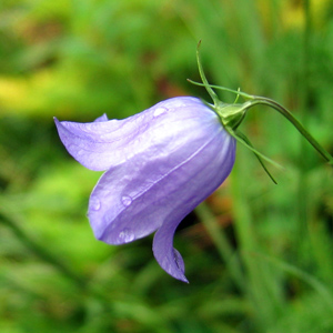 Bluebell (Campanula Rotundifolia)  藍鈴花 Native Range: Europe, Asia, Western North America (原產地在歐洲、亞洲、北美洲的西部) Bloom time: June to September (開花時間: 6-9月) Bloom description: Bell-shaped, blue flower (鈴鐘狀，藍花) Height: 0.1-1 m (高度: 0.1-1米) Common name (別名): Harebell