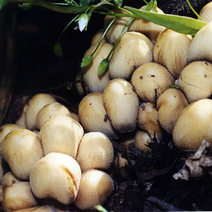 Hopple (Coprinus micaceus) - 晶粒鬼傘 Season: Spring, summer, and fall (季節: 春、夏、秋) Description: found in woods, growing in clusters, tattered margin, white to pale (成群生長在樹林中，邊緣變薄，顏色略白)  Cap: 2-15 cm , oval when young (菌傘約2至15公分，幼株時呈橢圓形)