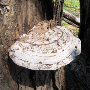 Turkey tail mushroom (靈芝)