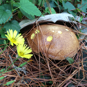 Mushroom from Cape Breton Islan