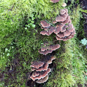 fungus 菌類