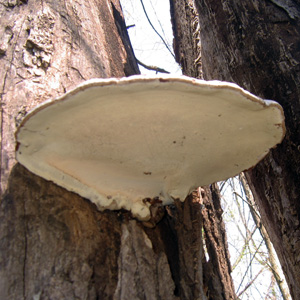 Fungus (菌類) 