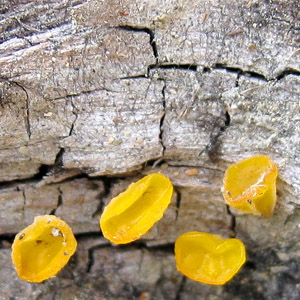 Jelly fungi (膠狀真菌) from Oregon 