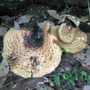 fungus 菌類