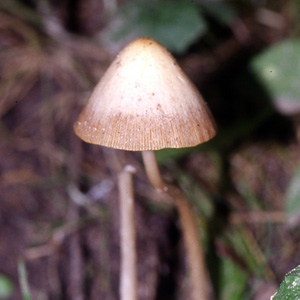 Parasola plicatilis (褶紋鬼傘)