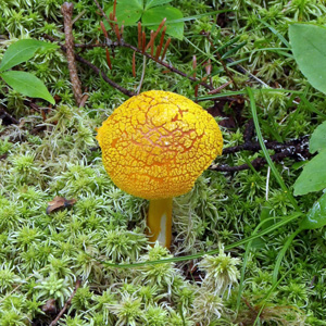 Fungus 菌類