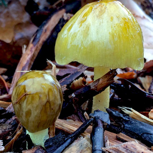 Mushrooms found in UIS