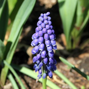 Grape Hyacinth (Muscari) 串鈴花