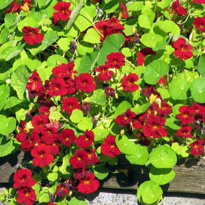 Nasturtium (Tropaeolum majus) 旱金蓮 - Empress of India