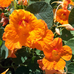 Nasturtium (Tropaeolum) 旱金蓮