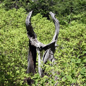 Natural wood figure 自然的木頭造型