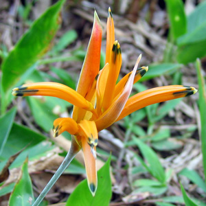 Golden torch (Heliconia psittacorum L．f．×H．spathocircinata ) 金火炬蝎尾蕉 from Costa Rica - 哥斯大黎加