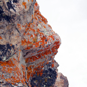 Crustose lichen growing on rock 長在石頭上的殼狀地衣，地衣是由真菌和藻類共生而形成的。