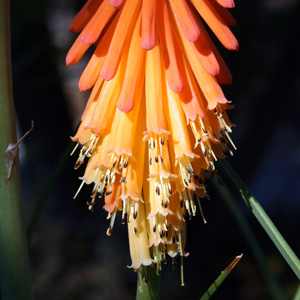 Red Hot Poker 劍葉蘭