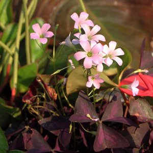 Purple shamrock (Oxalis triangularis) 紫葉酢醬草 