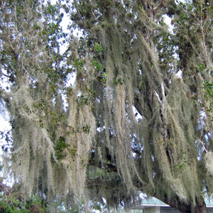 Fructicose lichen parasitic on tree 灌木狀地衣寄生在樹上