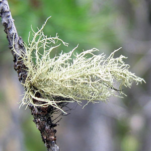 Fructicose lichen parasitic on tree 灌木狀地衣寄生在樹上