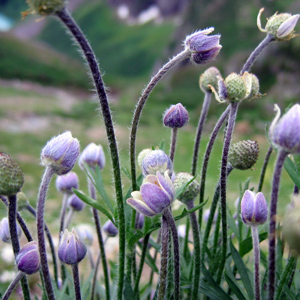 Pasque flower (Amemone patens) 白頭翁  Bloom time: March to June (開花時間: 3-6月) Bloom description: Calyx with 6 purple or white lobes, white hairs (6片紫或白色花瓣，白鬚)  Sun: Full sun (全日照) Height: 0.05-0.4 m (高度:0.05-0.4米)  Photo: Rocky Mountain, USA (拍攝地點: 美國－落磯山脈）