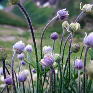 Pasque flower (Amemone patens) 白頭翁 Bloom time: March to June (開花時間: 3-6月) Bloom description: Calyx with 6 purple or white lobes, white hairs (6片紫或白色花瓣,白鬚) Sun: Full sun (全日照) Height: 0.05-0.4 m (高度:0.05-0.4米) Photo: Rocky Mountain, USA (拍攝地點: 美國-落磯山脈)